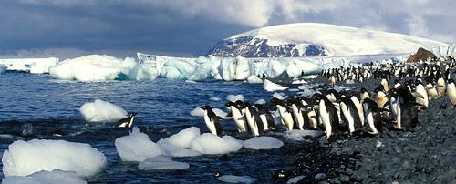 Adeeliepinguine-am-Wasser
