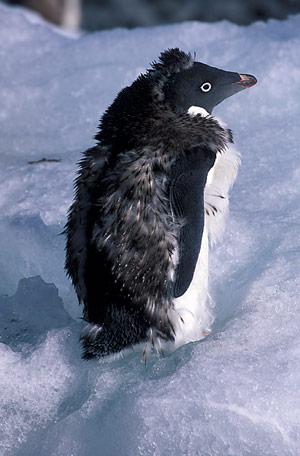 Junger-Adeeliepinguin