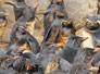 Oil-Pinguine