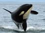 Orca