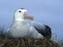 Wanderalbatros im Nest