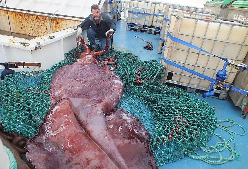 Der 500 Kilogramm schwere und vier bis fünf Meter lange Riesentintenfisch wurde mit einem Netz auf das Schiff gebracht.