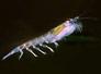 Krill-Aufmacher