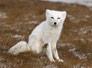 Polarfuchs-Spitzbergen