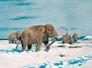 PolarNEWS_20100804_mammut-gemaelde