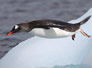 PolarNEWS_20100401_Fliegender-Pinguin