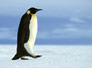 Kaiserpinguin