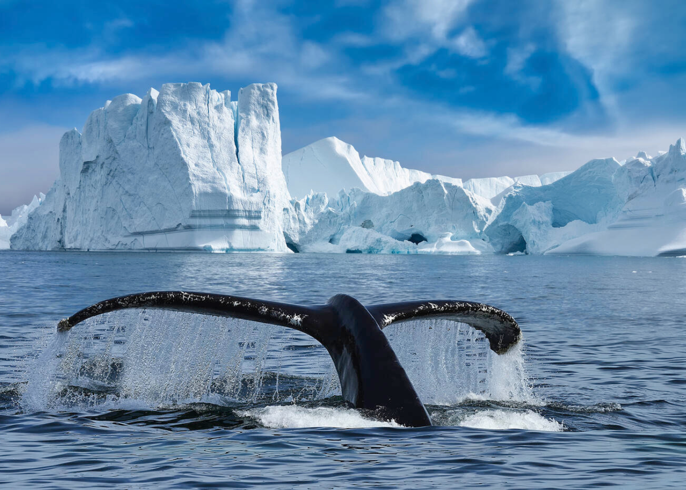 Wal_Spitzbergen