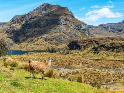Las Cajas Nationalpark in den Anden Ecuadors