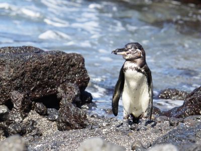 Galapagos-Pinguin, Insel Isabela, Galapagos. (© Eva Fuchs)