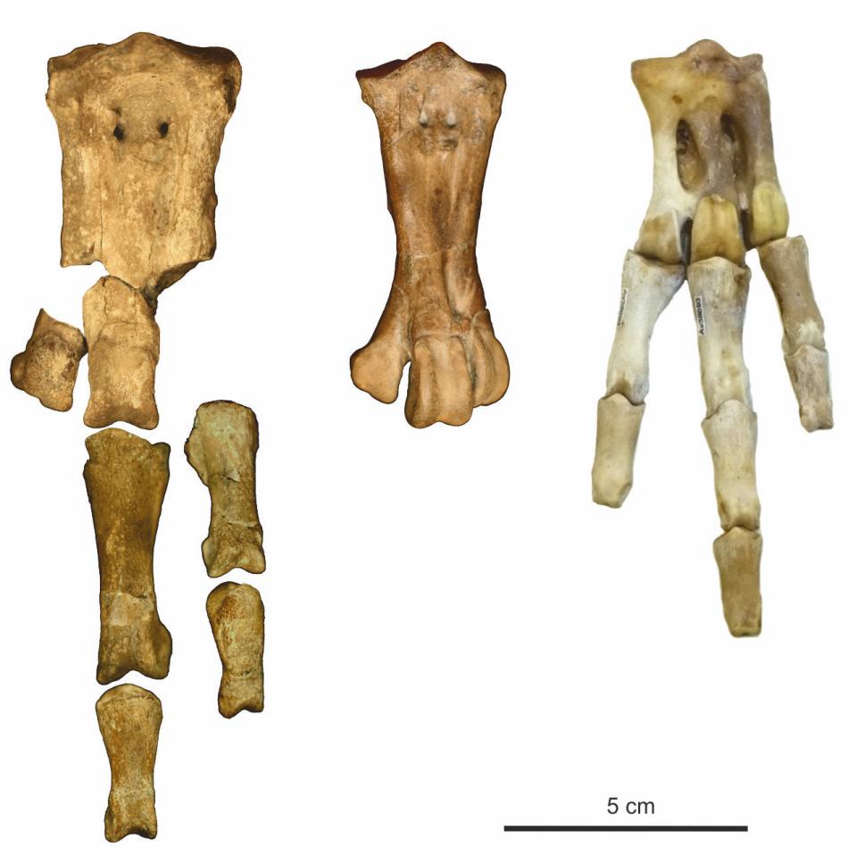 Die Fussknochen des neuentdeckten Riesenpinguins (links), verglichen mit Waimanu manneringi, von der gleichen Fundstelle (Mitte) und ein Kaiserpinguin, der grÃ¶sste moderne Pinguin (rechts). Bild: Senckenberg