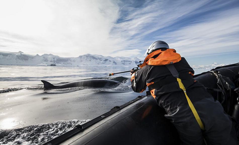 Walforscher, Dr. Elanor Bell, bringt einen LIMPET-Tag an einem Zwergwal an. Diese Walart schwimmt schneller und ist schwerer zu finden als andere Wale, daher bleiben die Markierung fÃ¼r bis zu zwei Monate auf der Haut des Wals. (Foto: Dave Brosha)