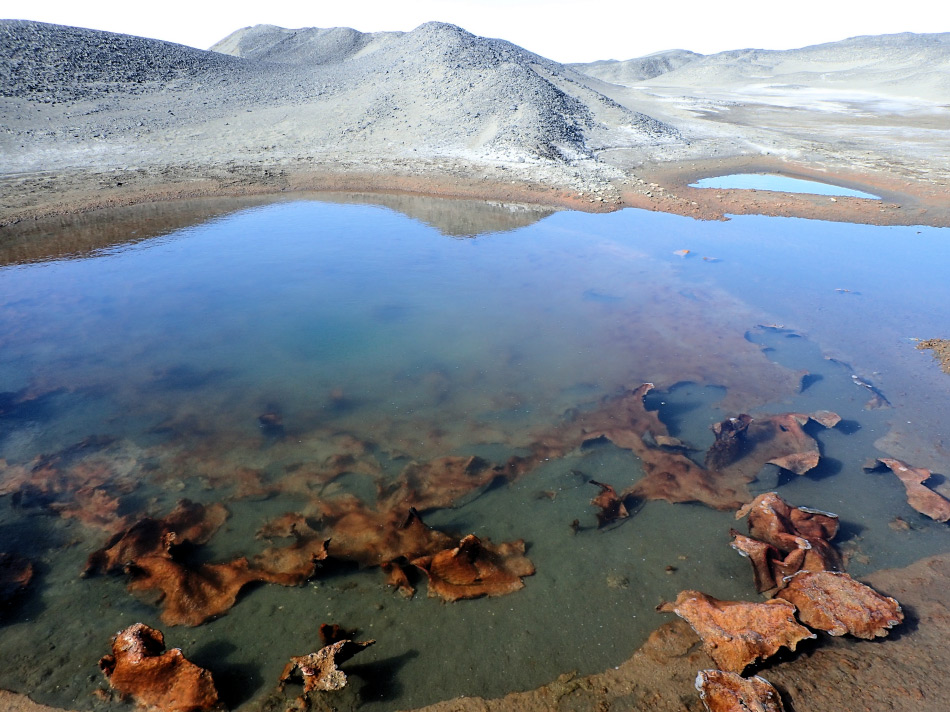 Cyanobakterien (Blaualgen) dominierten die mikrobiellen Mattengemeinschaften am Boden von SchmelztÃ¼mpeln auf dem McMurdo-Eisschelf. Diese TÃ¼mpel haben flÃ¼ssiges Wasser im Sommer und sind komplett durchgefroren im Winter. Diese Umgebungsbedingungen sind extrem und nur Mikroben wie Cyanobakterien kÃ¶nnen hier Ã¼berleben. Bild: Taylor & Francis