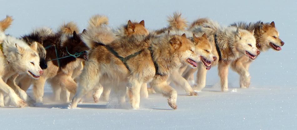Von Schlittenhunden werden hohe körperliche und mentale Fähigkeiten verlangt. Schlittenhunde haben bei der Eroberung von Nord- und Südpol eine grosse Rolle gespielt. Roald Amundsen setzte sie erfolgreich bei der Eroberung des Südpols ein.