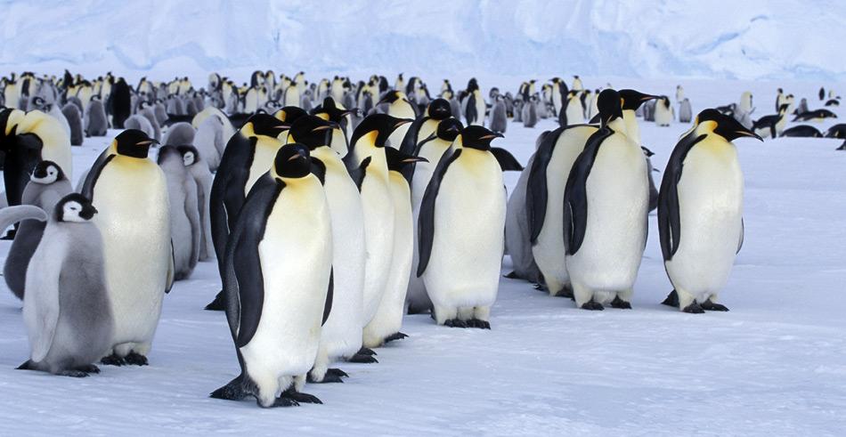 Der Kaiserpinguin lebt und brÃ¼tet ausschliesslich am Rand der Antarktis zwischen dem 66. und 78. Breitengrad. In ihrer Â«ozeanischen PhaseÂ» wandern Kaiserpinguine im Bereich des PackeisgÃ¼rtels.