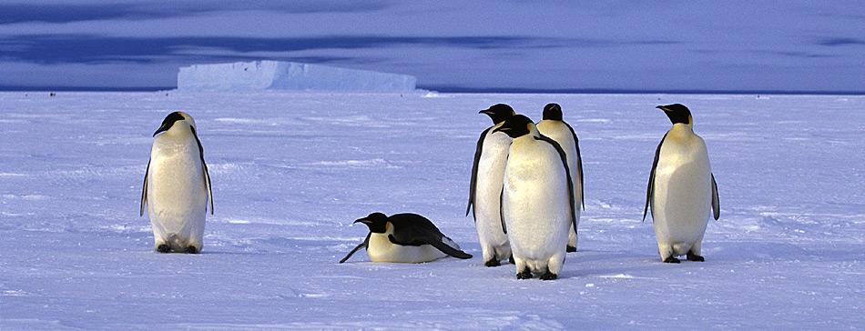 Zur Futtersuche fÃ¼r ihren Nachwuchs mÃ¼ssen die erwachsenen Pinguine von der Kolonie bis zum Meer gelegentlich mehrere hundert Kilometer zurÃ¼cklegen.