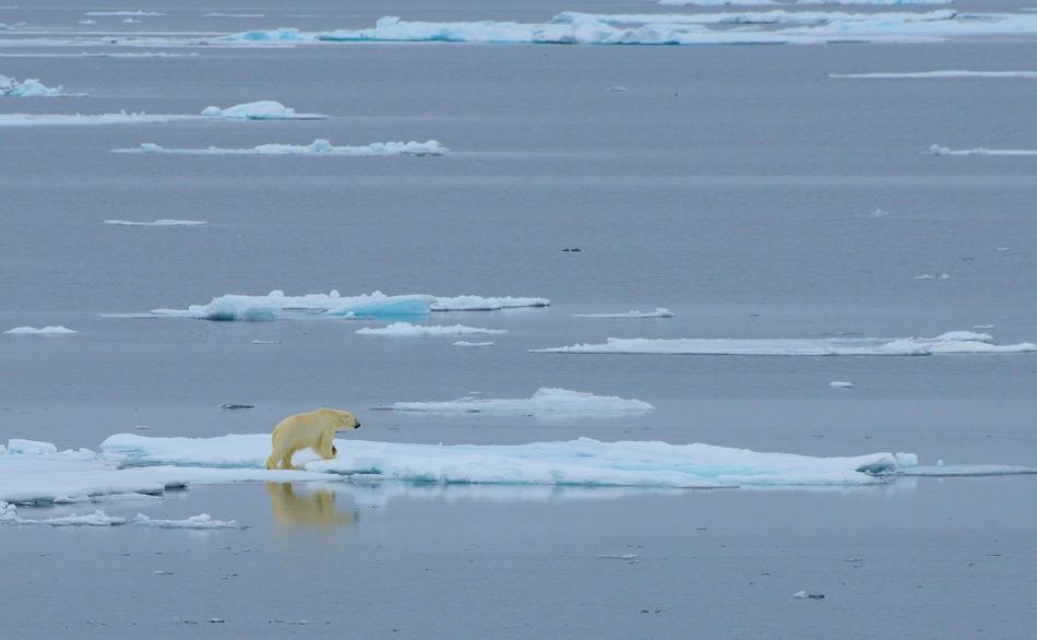 Viele arktische Bewohner haben sich an ein Leben auf dem Meereis  angepasst. Daher wird der Verlust dieses wichtigen Lebensraumes negative Effekte auf verschiedenen Ebenen des arktischen  Ökosystems haben, besonders auf ikonische Arten wie den Eisbären. Bild: Michael Wenger