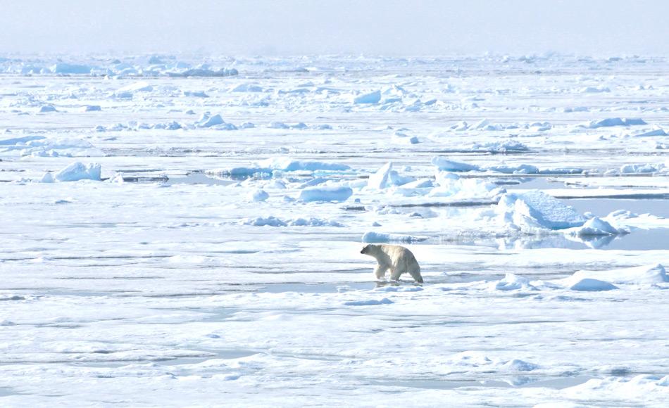 Viele arktische Tiere sind stark von der Eisbildung abhängig. Durch das schrumpfende Meereis und die Ausdünnung des vorhandenen Eises werden Eisbären, robben und Co. Ihren Lebensraum verlieren. Bild Michael Wenger