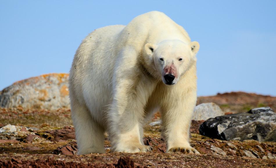 Sollte der Genfluss zwischen den Bärenarten tatsächlich leichter sein, könnten Braunbären eine Art genetischer Pool für bedrohte Eisbären darstellen, solange die Lebensbedingungen schlecht für sie sind. Doch dies ist nur eine Theorie. Bild: Michael Wenger