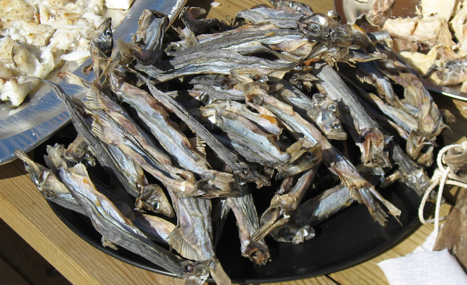 Lodden sind in Grönland weit verbreitet als Teil der Ernährung. Sogar Ortschaften wie Ammassalik wurden nach der Fischart benannt. Bild: Kim Hansen