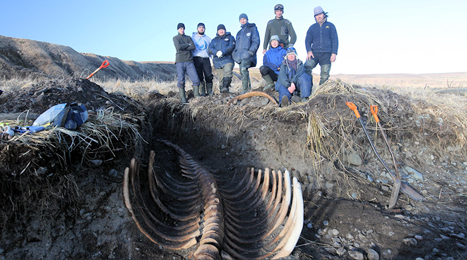 Die Forscher, die die Überreste der Seekuh ausgegraben hatten, waren von der Qualität der Knochen überrascht. Die meisten sahen aus, als ob das Tier erst kürzlich verstorben war. Bild: Ministerium für natürliche Ressourcen und Ökologie