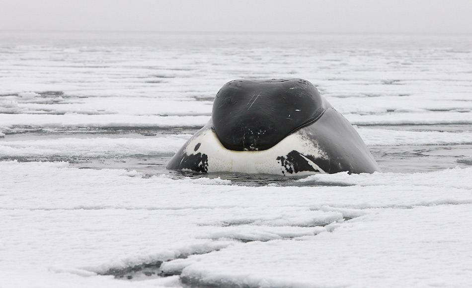Grönlandwale sind richtige Eisliebhaber und können mit der verstärkten Oberseite der Schnauze Eisschollen durchbrechen. Sie jagen kleine Fischschwärme und Krebstiere nahe an der Eiskante. Bild: Heiner Kubny