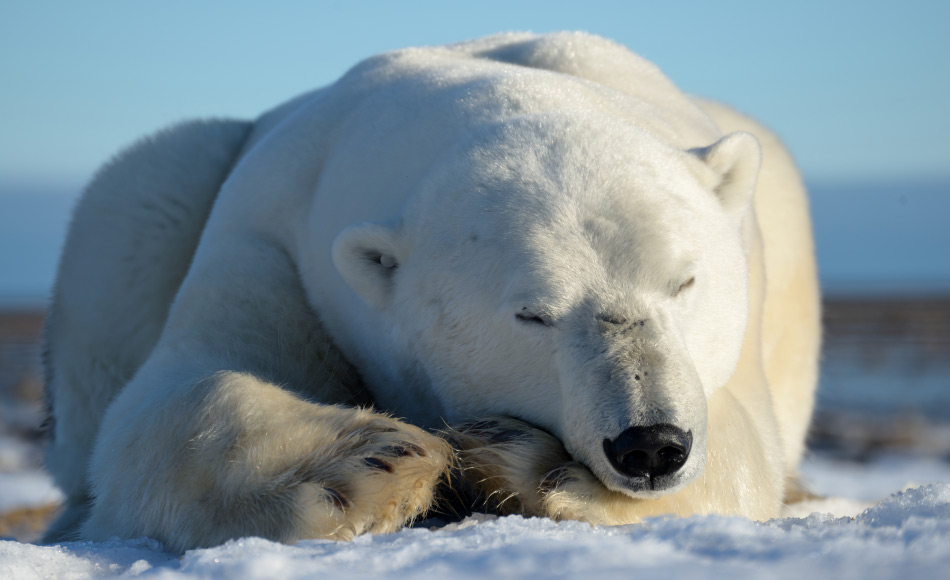 Eisbären in der kanadischen Arktis kommen vom äussersten Norden von Ellesmere Island bis ins Hudson Bay Gebiet vor. Scheinbar lebte ein verwandter Vorfahre im ähnlichen Gebiet, aber mit einem anderen Lebensstil. Bild: Michael Wenger