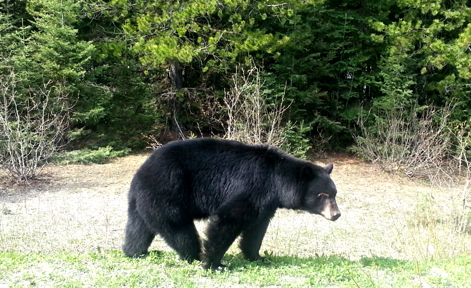Andere Bärenarten in Nordamerika sind die Grizzlies und Schwarzbären. Beide haben begonnen, weiter nach Norden zu drängen im Zuge des wärmer werdenden Klimas in Kanada. Begegnungen mit Eisbären haben dadurch zugenommen. Bild: Michael Wenger