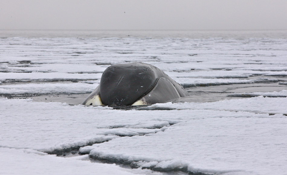Grönlandwale sind echte Eisliebhaber und verbringen viel Zeit an der Eiskante und im Eis auf Nahrungssuche. Mit ihrer dicken, geschützten Spitze des Oberkiefers können die Tiere sogar dickes Eis durchbrechen und sich ihre eigenen Luftlöcher schaffen. Bild: Heiner Kubny