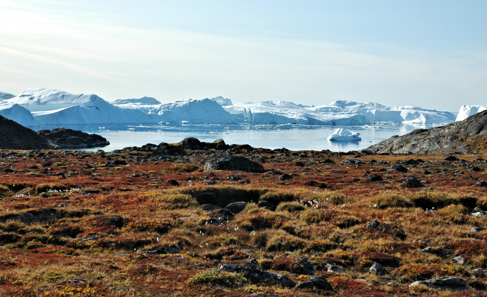 Grosse Gebiete der arktischen Tundra wie in Grönland sind sehr pflanzenreich. Hier leben auch unzählige Tiere, die man gerne beim Durchqueren der Tundra übersieht: arktische Arthropoden. Bild: Michael Wenger