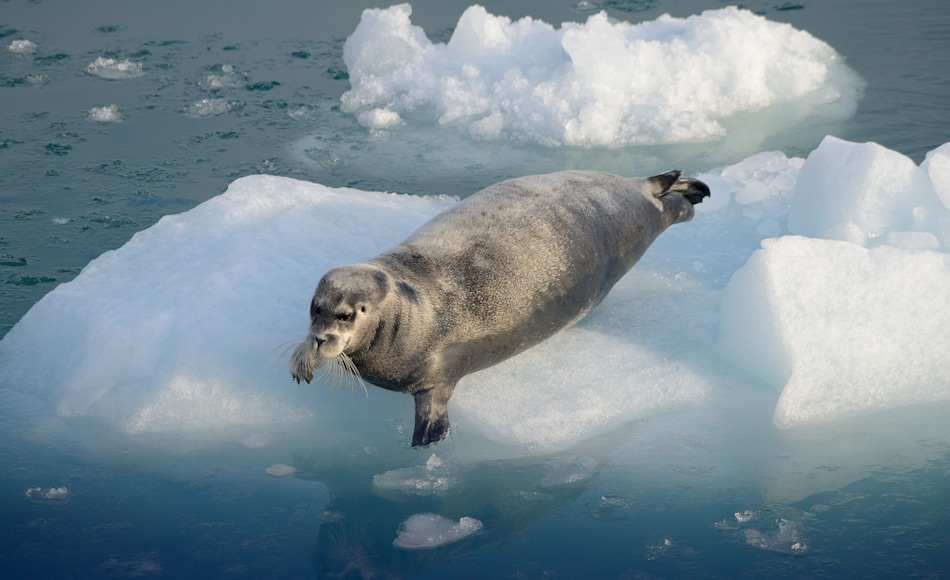 Alle Meeressäugetiere der Arktis wie beispielsweise die Bartrobben sind aufgrund von Nahrungsangebot und Ruheplätze auf das Packeis angewiesen. Der erhöhte Schiffsverkehr scheint aber nicht alle Bewohner gleich stark zu beeinträchtigen. Bild: Michael Wenger