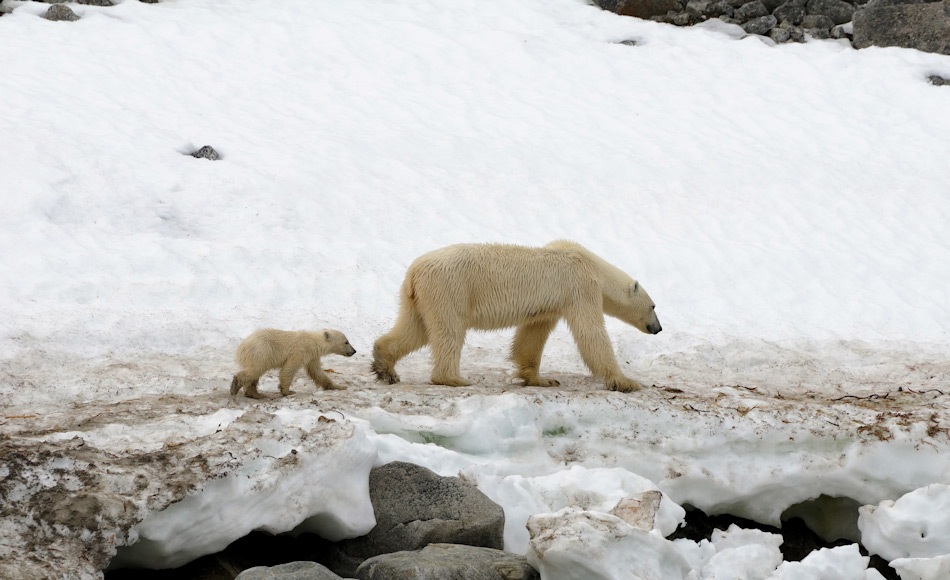 Eisbären verbringen einen Grossteil ihres Lebens auf dem Meereis. Doch gerade Mütter mit ihren Jungen sind häufig an den Küsten auf der Suche nach Nahrung zu finden, wenn die Jungen noch zu klein zum Schwimmen sind. Bild: Michael Wenger