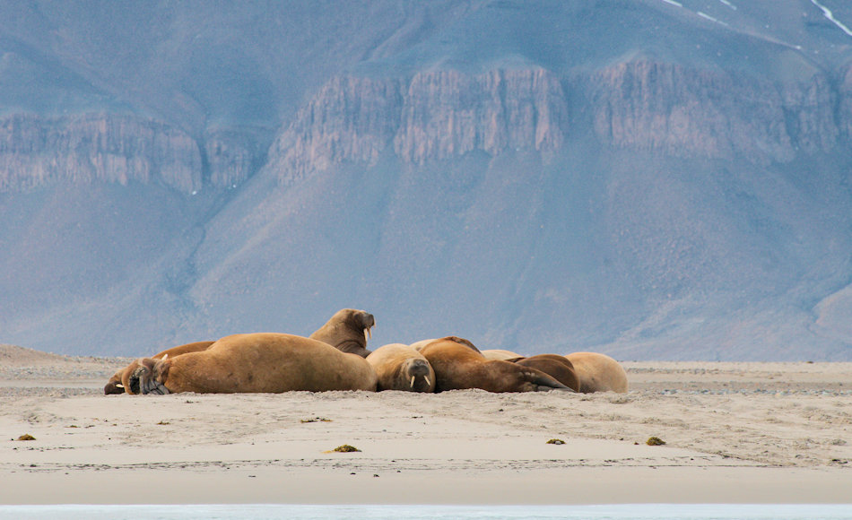 Die Walrosse, die grösste Robbenart im Norden, werden bereits seit Jahrhunderten wegen ihren markanten Stosszähnen gejagt. Besonders in Grönland hat sich die Population durch diese extensive Bejagung nur langsam erholt. Bild: Michael Wenger