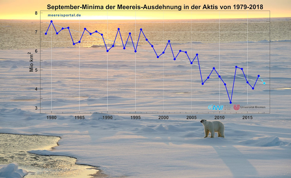 Seit 1979 nimmt die Eisbedeckung im Sommer immer weiter ab. Dies bedeutet ein immer kleinerer Lebensraum für Eisbären, die dann auf das Festland ausweichen. Die Konsequenz: eine Zunahme des Konfliktpotentials mit Menschen, an dessen Ende meist ein toter Bär steht. Bild: Michael Wenger