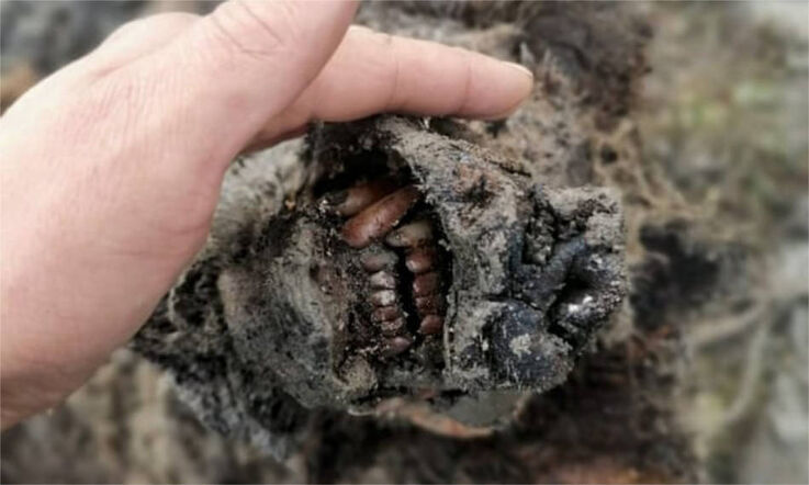 Die gut erhaltenen Zähne und Nase des Tieres sind klar erkennbar. (Bild: