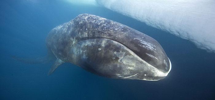 Grönlandwal in der Nordostpassage