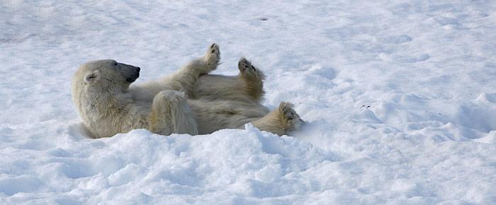 Schlafender Eisbär