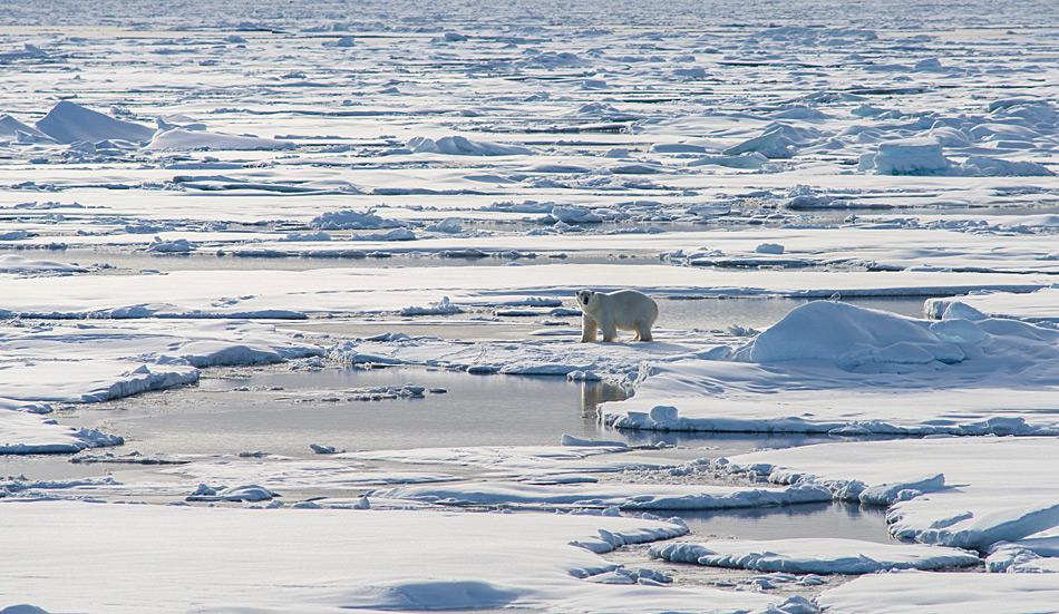 Ein EisbÃ¤ren in der Weite des Meereises im arktischen Ozean (Foto: Katja Riedel)