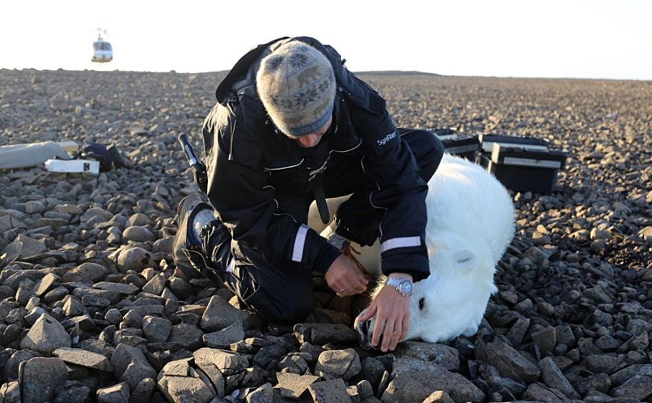 Das Versehen mit Satellitenbändern hilft Forschern die Wanderwege von Eisbären zu entdecken und ihre Migrationsbewegungen zu beobachten und sie zu zählen. Foto: Magnus Andersen, Norwegian Polar Institute