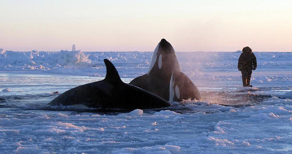 Verzweifelter Kampf um Atemluft, zwölf Orcas müssen sich ein Loch in der Eisdecke zum Atmen teilen.