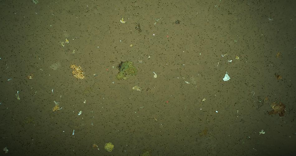 Meeresboden mit Ansammlungen von Algen, die von der Oberfläche bis mehr als 4.000 Meter absanken. Foto: Antje Boetius, AWI