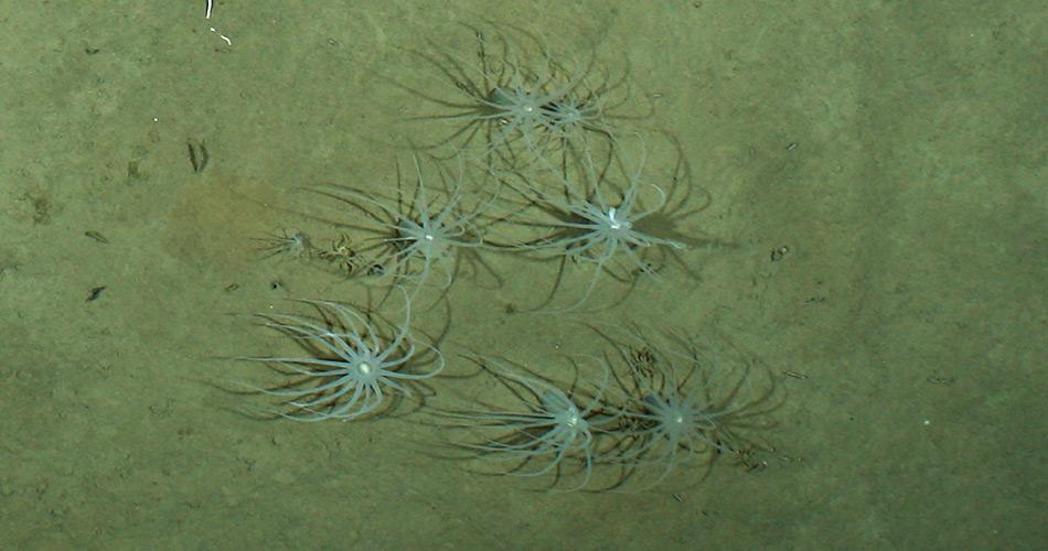 Seeanemonen sind Tiere, die sich in der Tiefsee von Material ernähren, das Algen an der Wasseroberfläche bilden und das dann mehrere Tausend Meter nach unten sinkt. Foto: OFOS, AWI