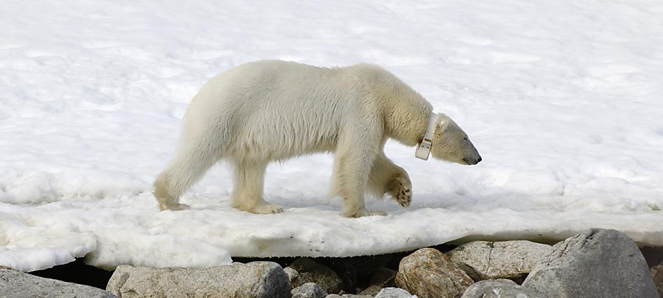 Nur weibliche Eisbären können markiert werden, da der Hals von männlichen Bären breiter ist als ihr Kopf und der Sender verloren ginge.