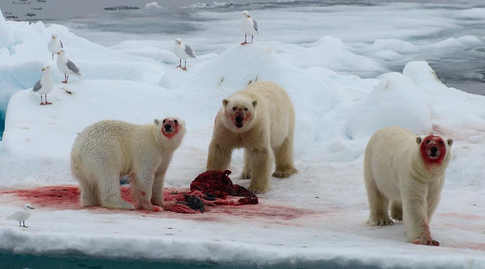 Die Hauptnahrung der Eisbären besteht aus Robben, welche sie auf dem Eis erbeuten. Foto: Michael Wenger, PolarNEWS