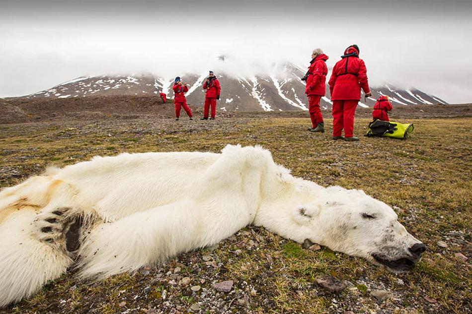 Ein Auf Spitzbergen verhungerter 16-jähriger Eisbär ist nun zum Symbol für diese Problematik geworden. Foto: Ashley Cooper, Global Warming Images