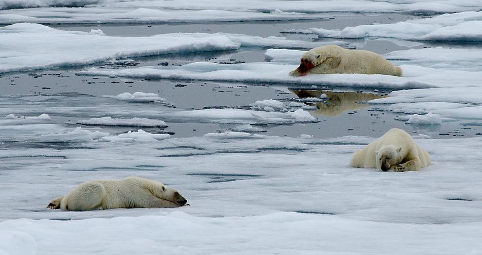 Eisbären müssen sich auf dem Eis hinlegen, um sich abzukühlen. Ansonsten droht ihnen bei zu grosser Anstrengung eine Überhitzung.