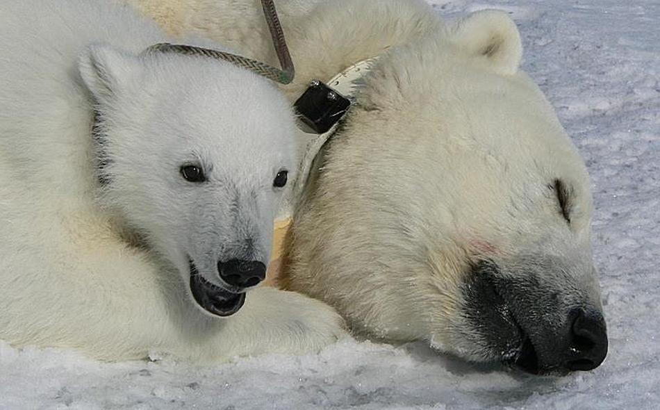 Der betäubten Eisbärenmutter wurde ein Sender um den Hals gelegt, so kann die Wanderung verfolgt werden.