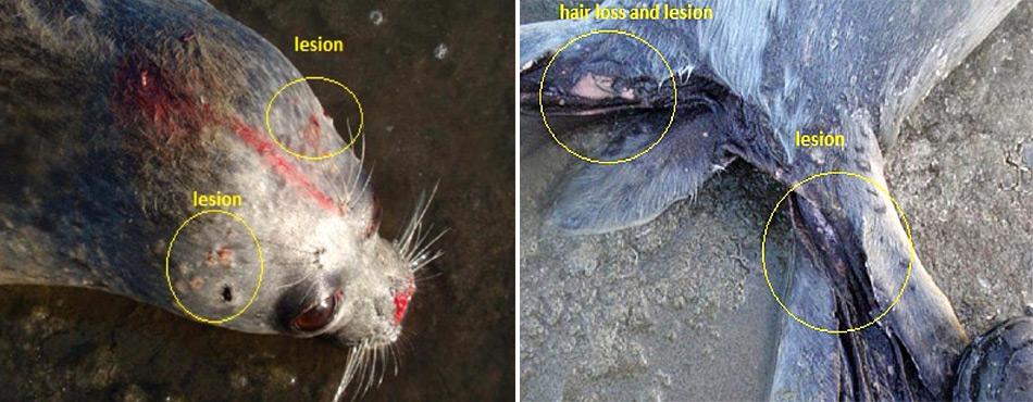 Robben haben besonders stark unter der Krankheit gelitten. Die befallenen Tiere zeigten Symptome wie blutende HautlÃ¤sionen, Atembeschwerden, Lethargie und Haarausfall. Foto: B. Sinnok