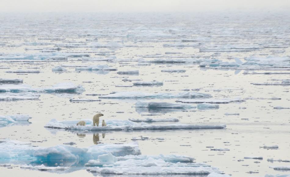 Das arktische Meereis ist der wichtigste Faktor für die Ökologie der Arktis und ihrer Bewohner. Ohne Meereis finden Eisbären, Robben und alle anderen Arktisbewohner weder Nahrung noch Lebensraum. Und das Meereis wird immer weniger. Bild Michael Wenger