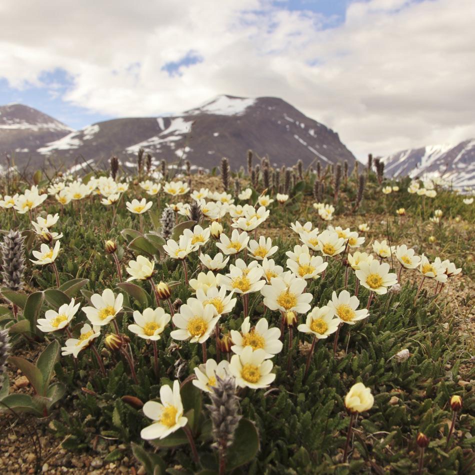 Die Forscher konzentrierten sich bei ihrer Forschung auf Blüten der Silberwurz (Dryas octopetala) hier im Untersuchungsgebiet vor dem Zackenberg in Nordostgrönland. Die Pflanze ist in der Arktis weit verbreitet und somit ein ideales Studienobjekt. Bild: Mikko Tiusanen